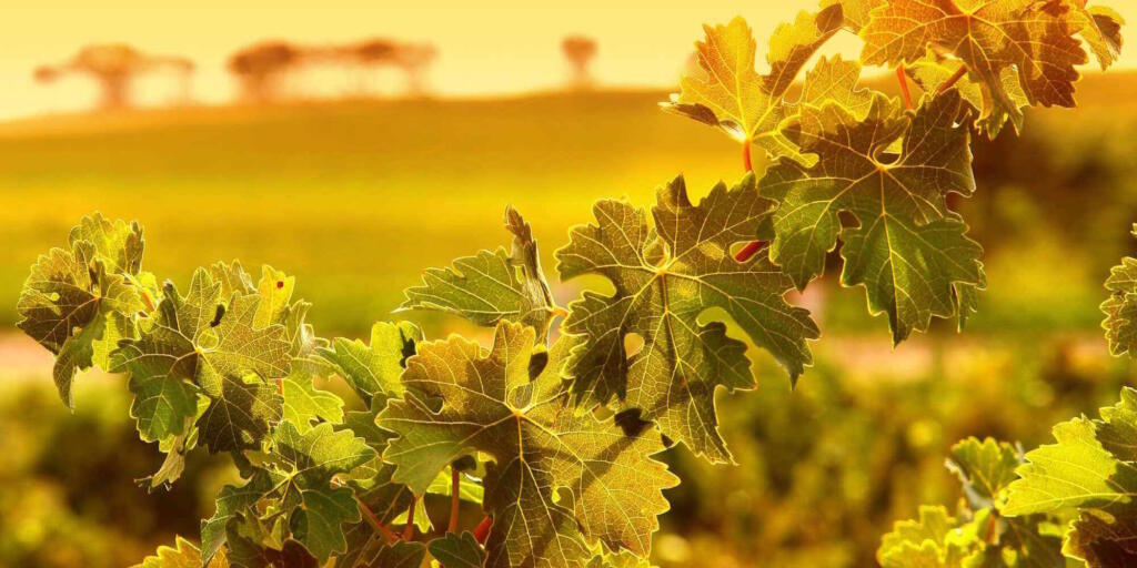 Boutique Barossa Valley wine tour from Adelaide
