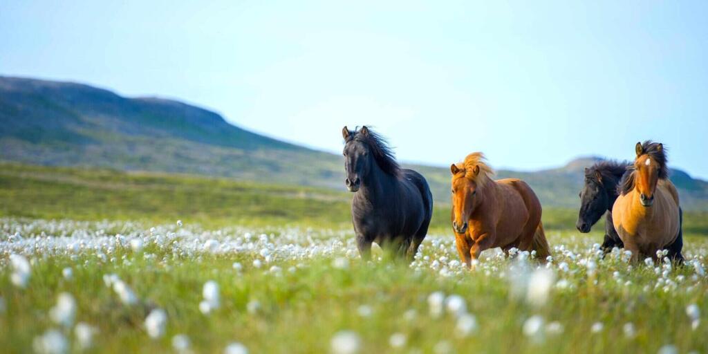 Ten top things to do in Iceland