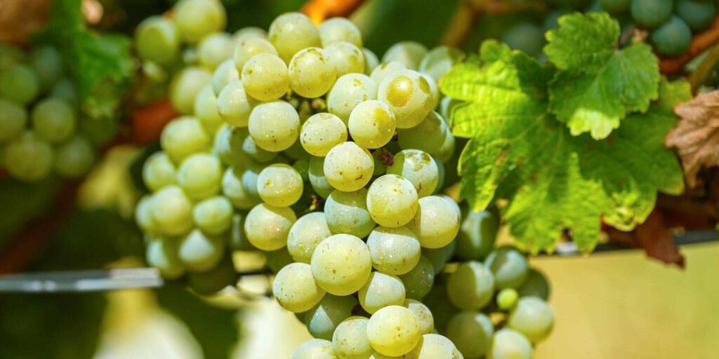 Margaret River Wine Tour