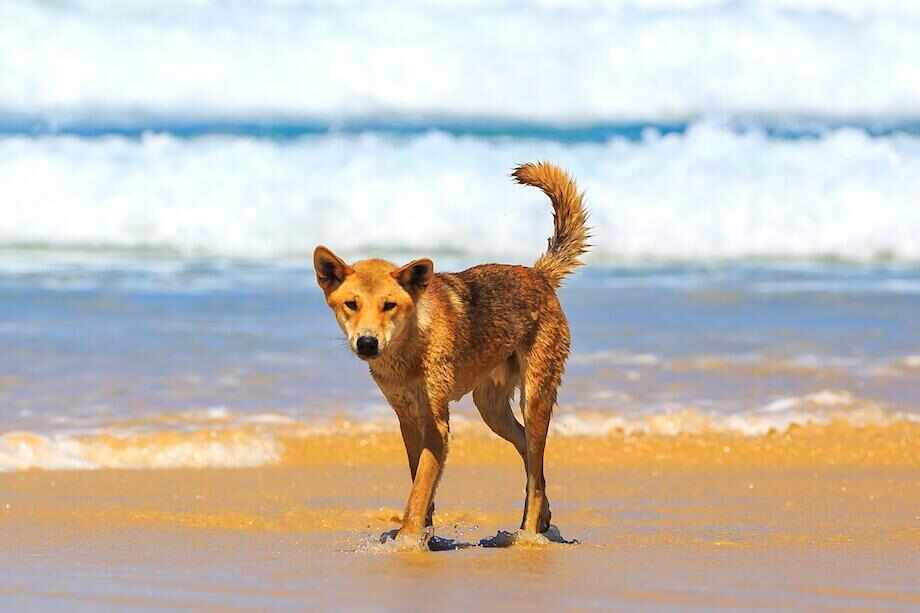 Top things to do on the Fraser Coast