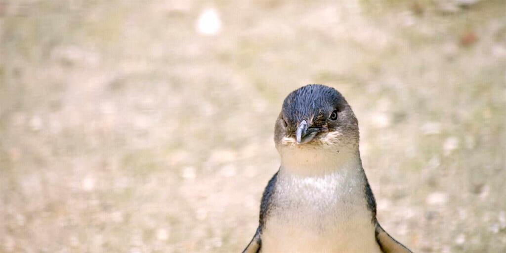 Phillip Island Penguin Parade Tour from Melbourne