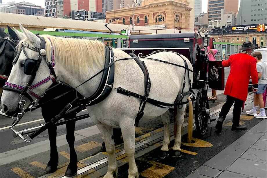 Melbourne Horse Drawn Carriage Tour