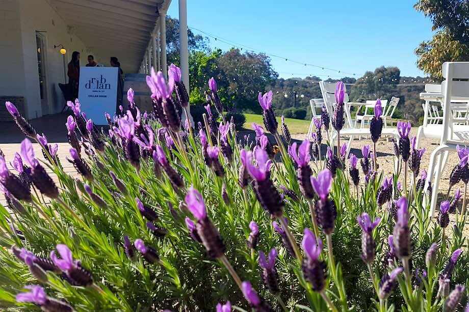 Boutique Yarra Valley Wine Tour from Melbourne