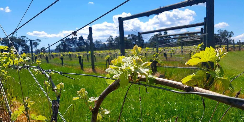 Boutique Yarra Valley Wine Tour from Melbourne