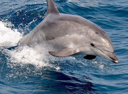 Port Stephens Tour from Sydney with Dolphin Cruise