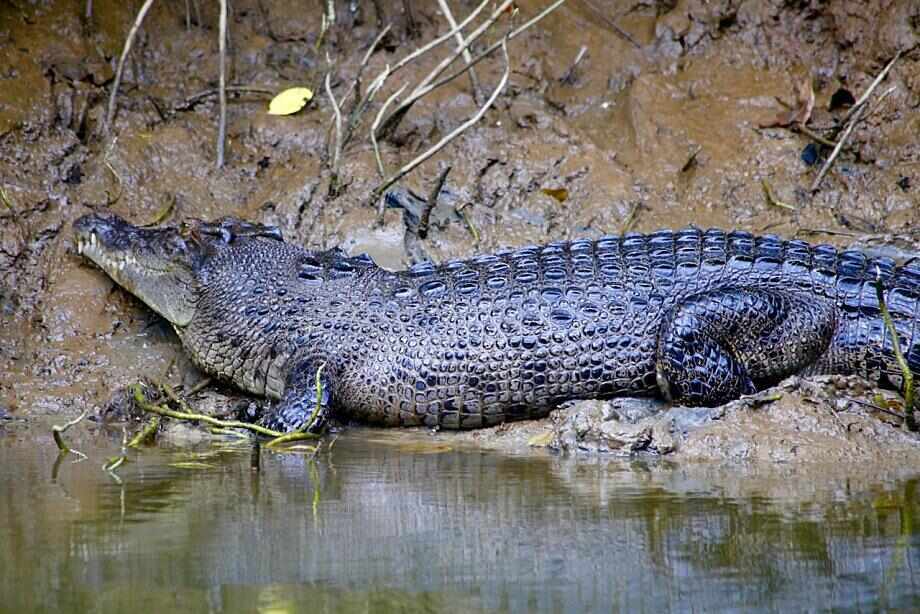 Daintree Tour from Cairns by 4WD
