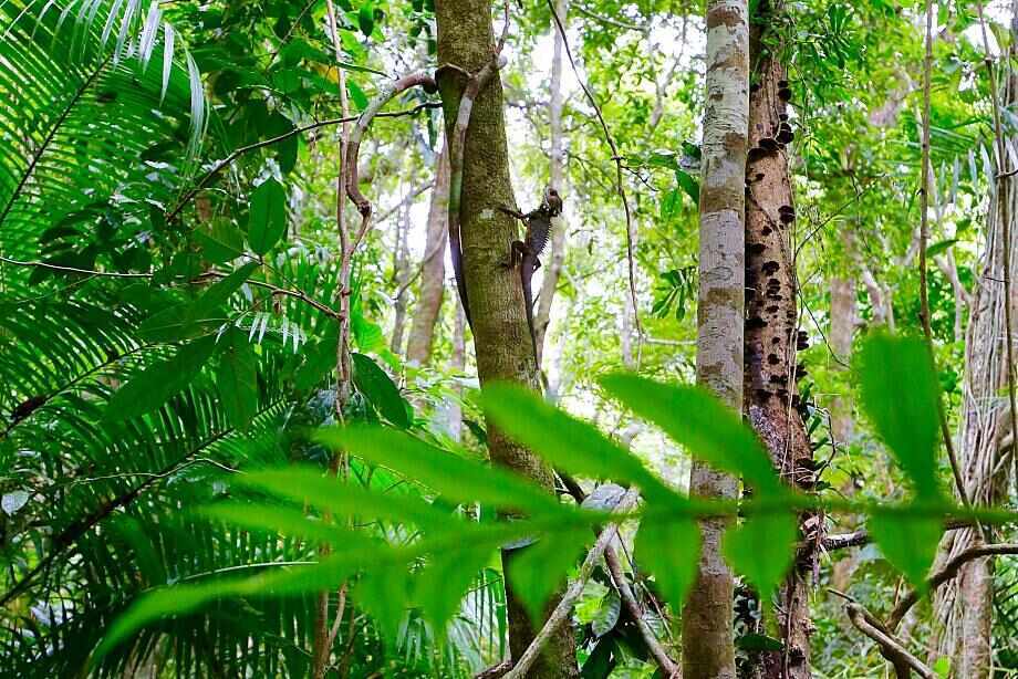 Daintree Tour from Cairns by 4WD
