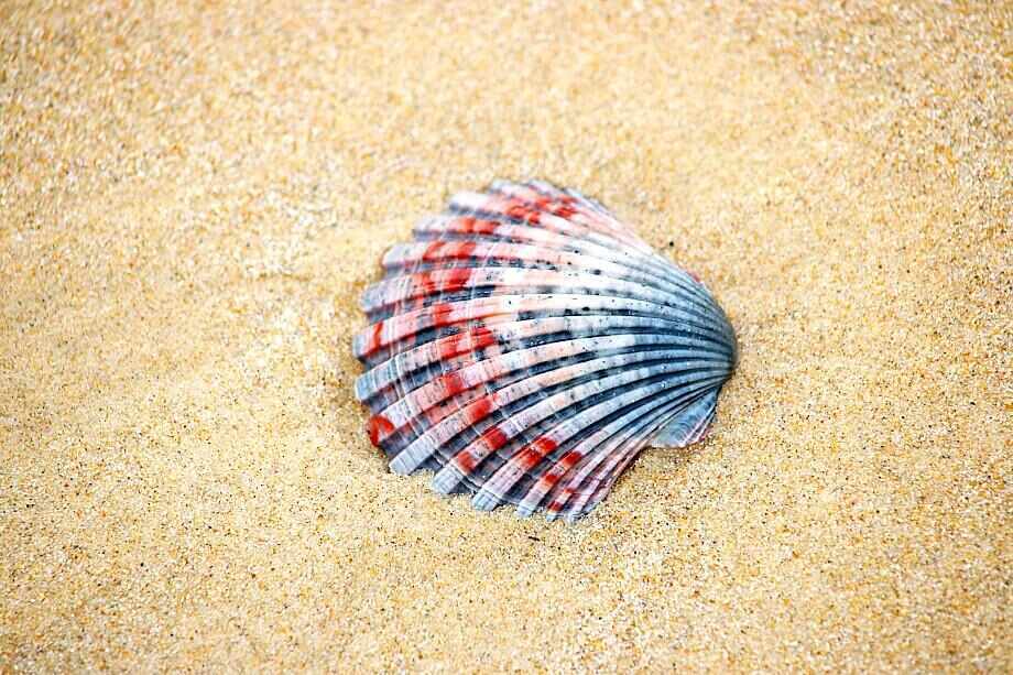 North Stradbroke Island Day Tour from Brisbane