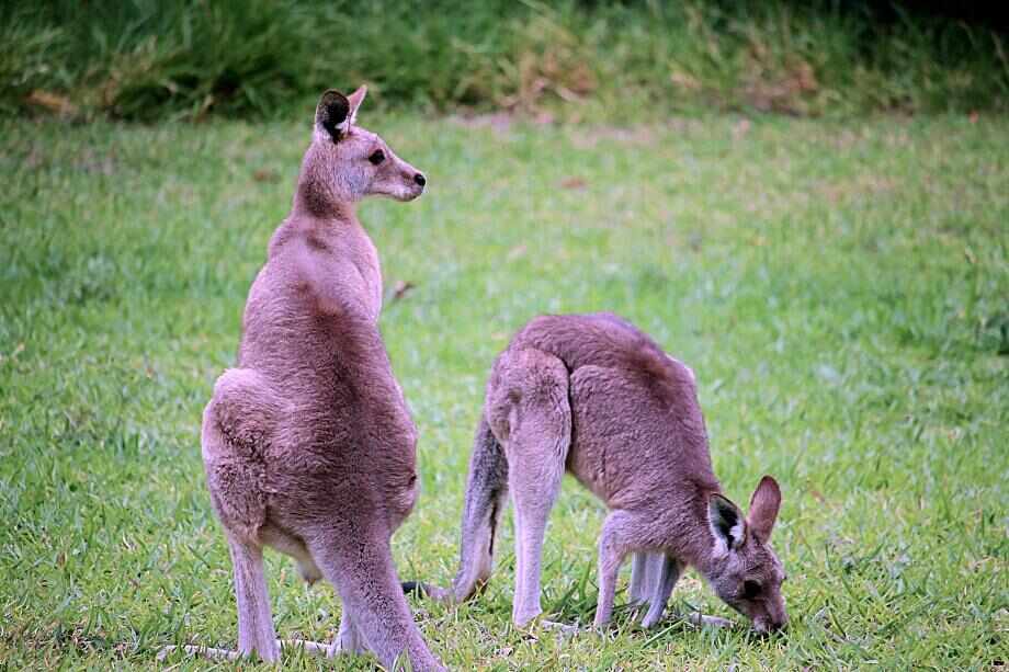 North Stradbroke Island Day Tour from Brisbane