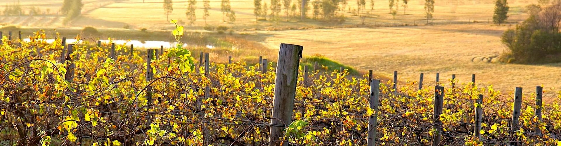 Top 10 Things to Do in the Hunter Valley Region, NSW inner banner
