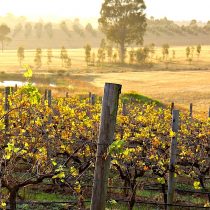 Top 10 Things to Do in the Hunter Valley Region, NSW