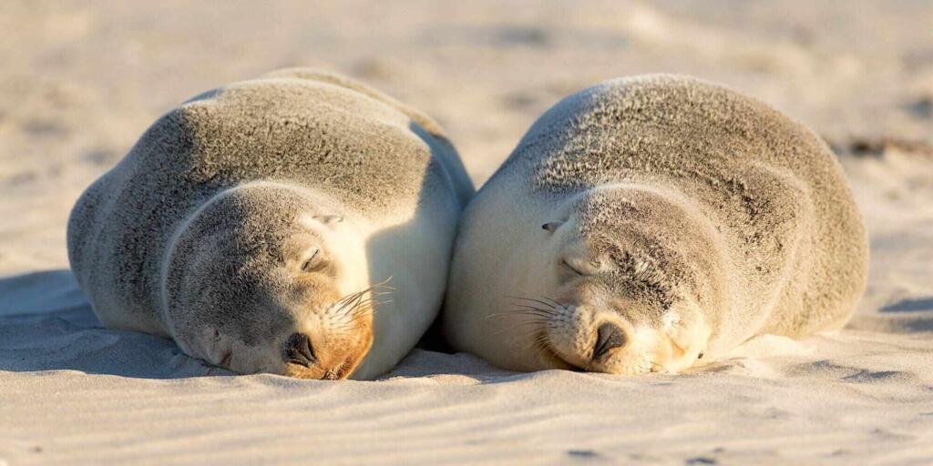 10 Best Things to Do on Kangaroo Island, SA