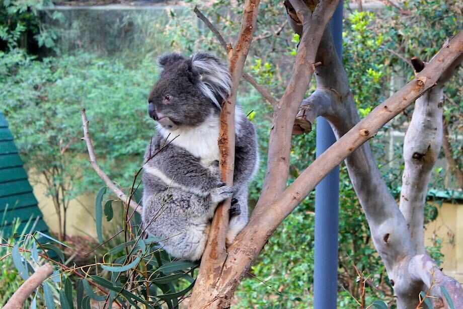 Healesville Sanctuary Tour from Melbourne Top Oz Tours