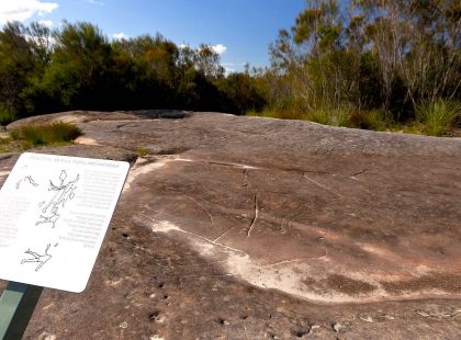Ku-ring-gai Chase National Park and Aboriginal Rock Art Tour from Sydney