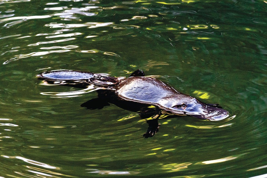 Top things to do on a Brisbane to Townsville road trip