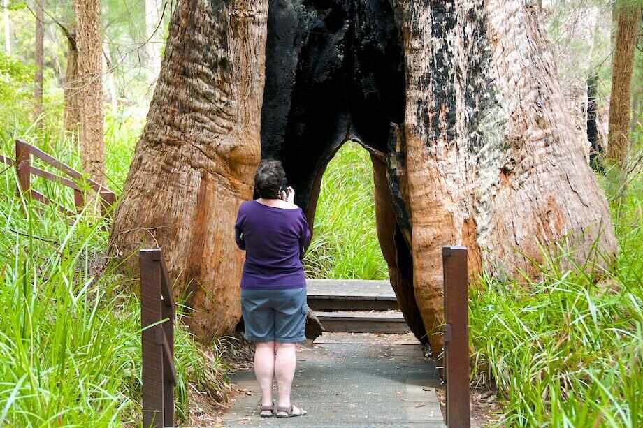 Valley of the Giants Tree Top Walk