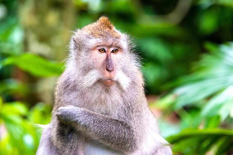 Great things to do in Bali with kids