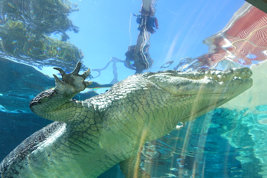 Review: Cage of Death, Crocosaurus Cove, Darwin - Top Oz Tours