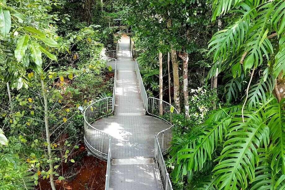 Mamu Tropical Skywalk day tour from Cairns