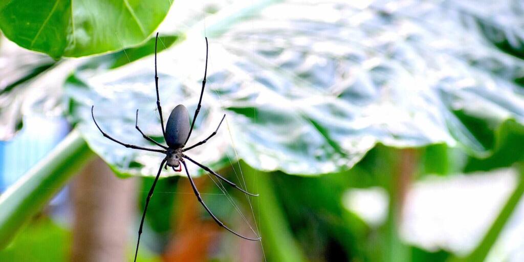 Daintree Rainforest Tour from Port Douglas