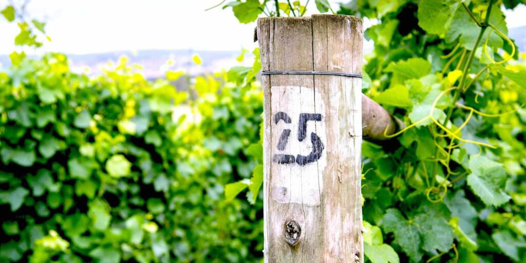 Tamar Valley Wine Tour from Launceston