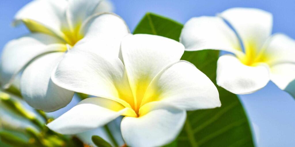 Ten top things to do in Maui