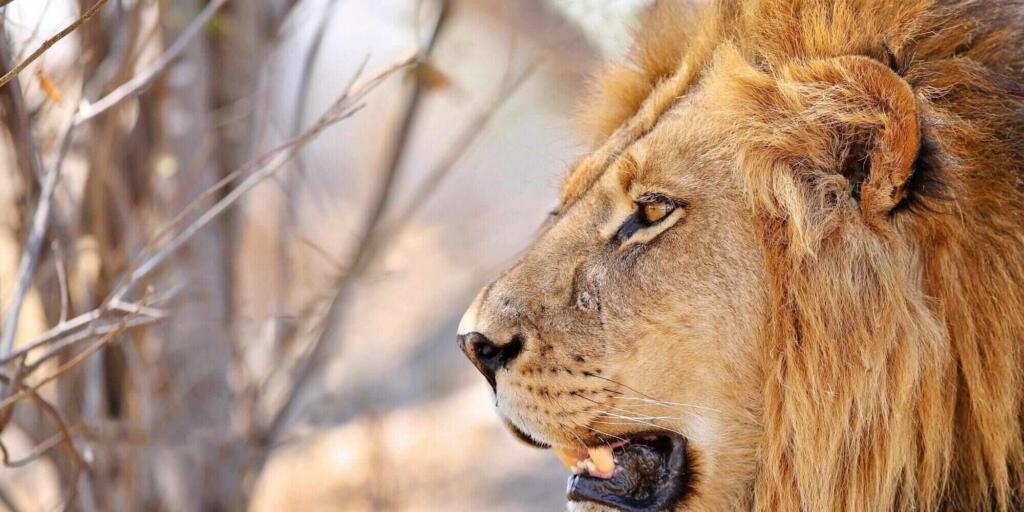 Top tips for exploring Kruger National Park
