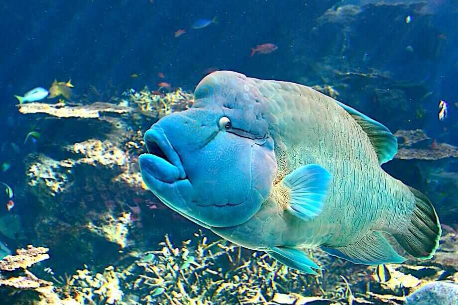 Small Group Great Barrier Reef Tour from Port Douglas
