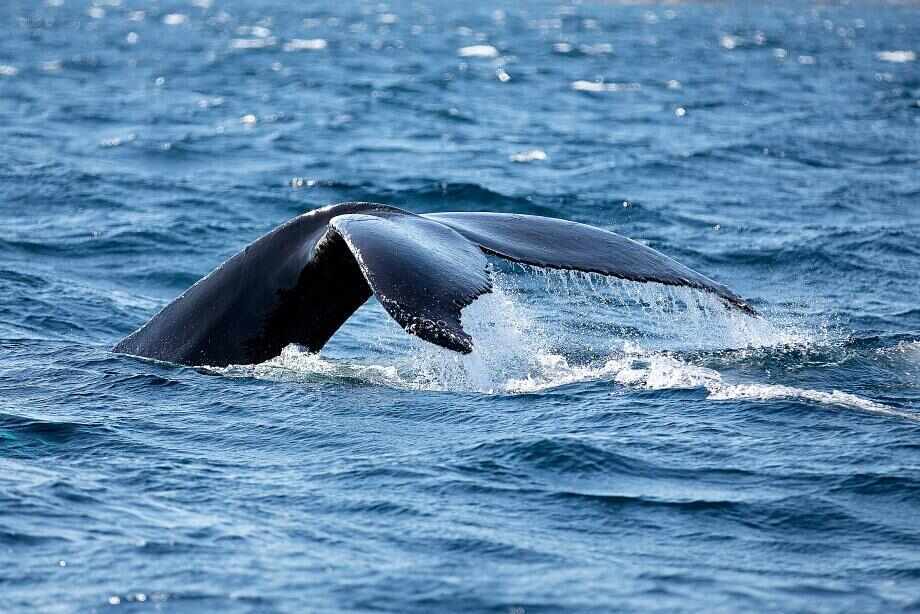 Sydney Whale Watching Cruise