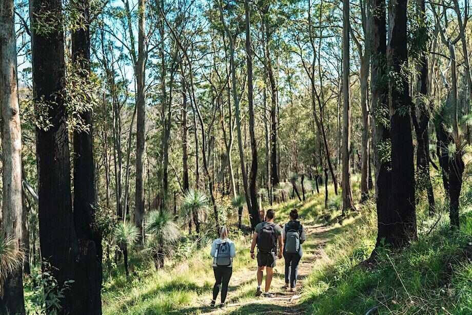 Scenic Rim Trail