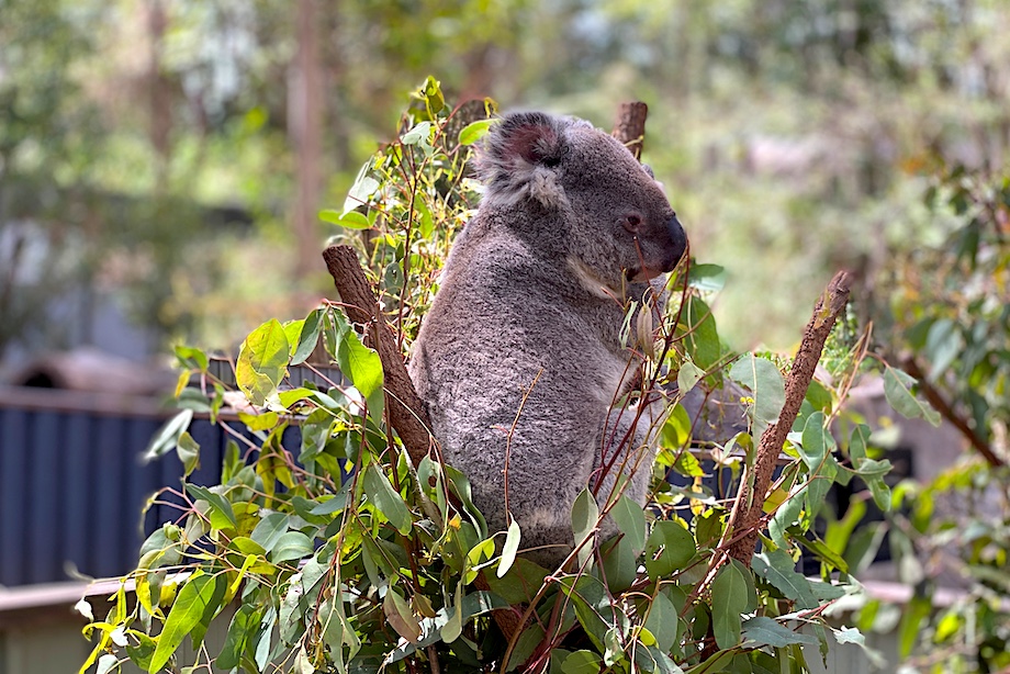 Brisbane river cruise to Lone Pine Koala Sanctuary