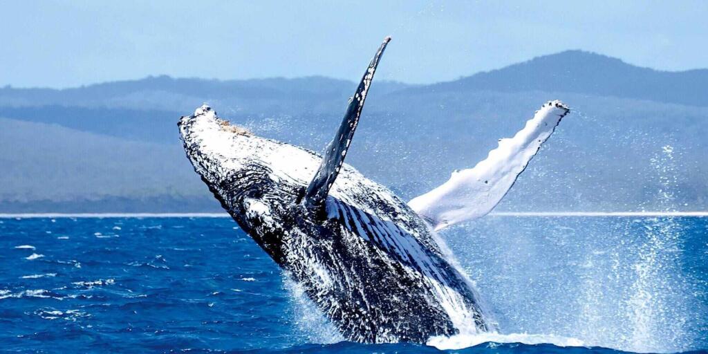 Ten of the best things to do in Hervey Bay