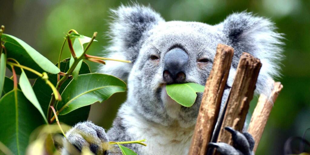 Brisbane Koala Cruise