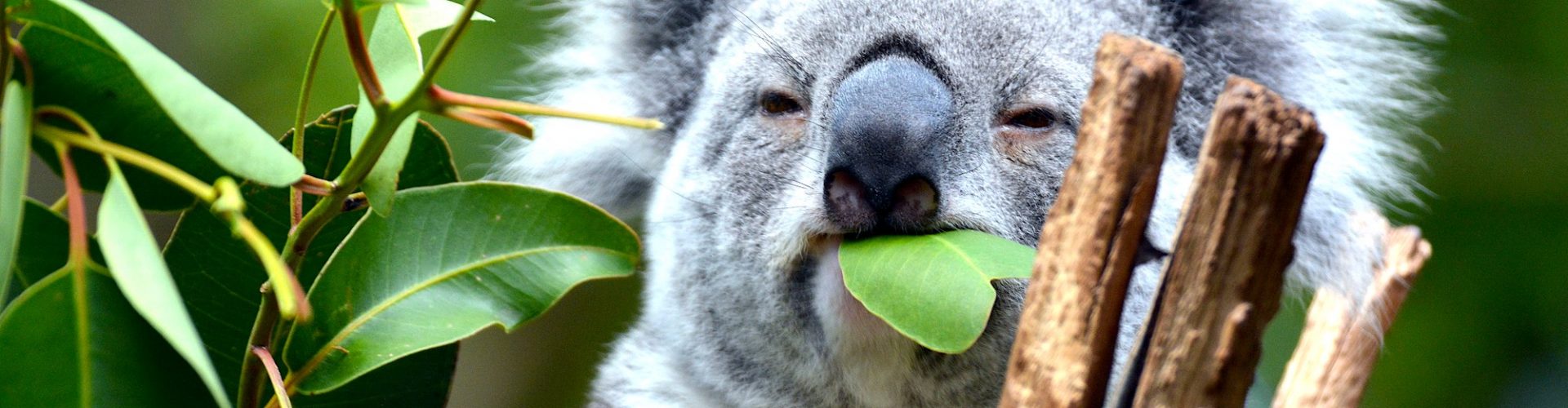 Review: Brisbane river cruise to Lone Pine Koala Sanctuary is a true-blue Aussie experience inner banner