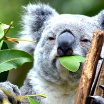 Review: Brisbane river cruise to Lone Pine Koala Sanctuary is a true-blue Aussie experience