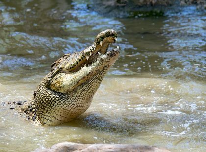 Hartley’s Crocodile Adventures Tour from Cairns (half day)