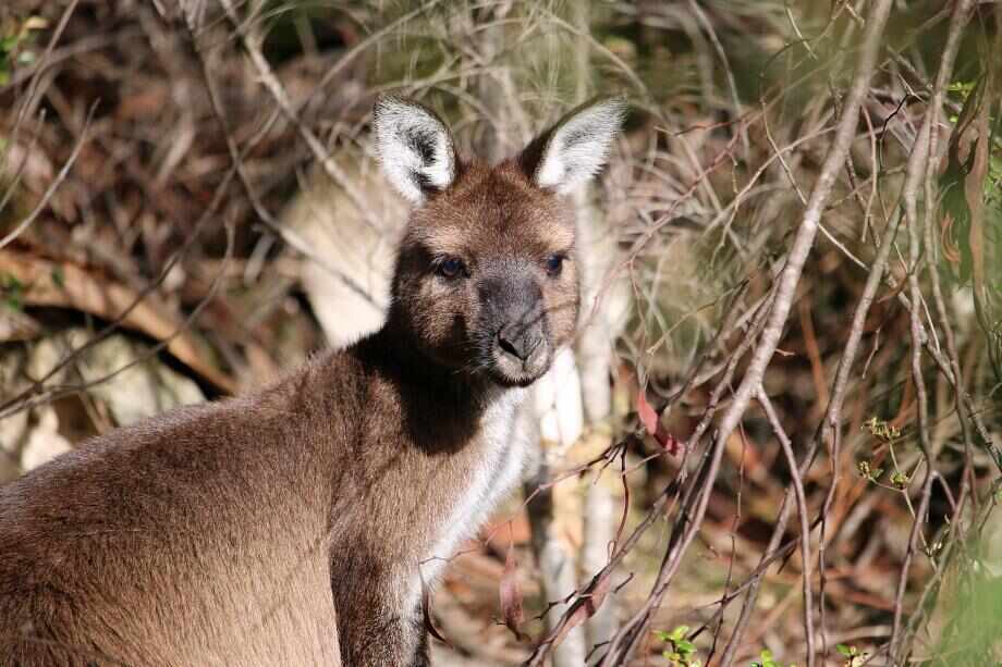 Kangaroo Island Walking Tour