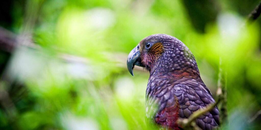 Zealandia eco-sanctuary