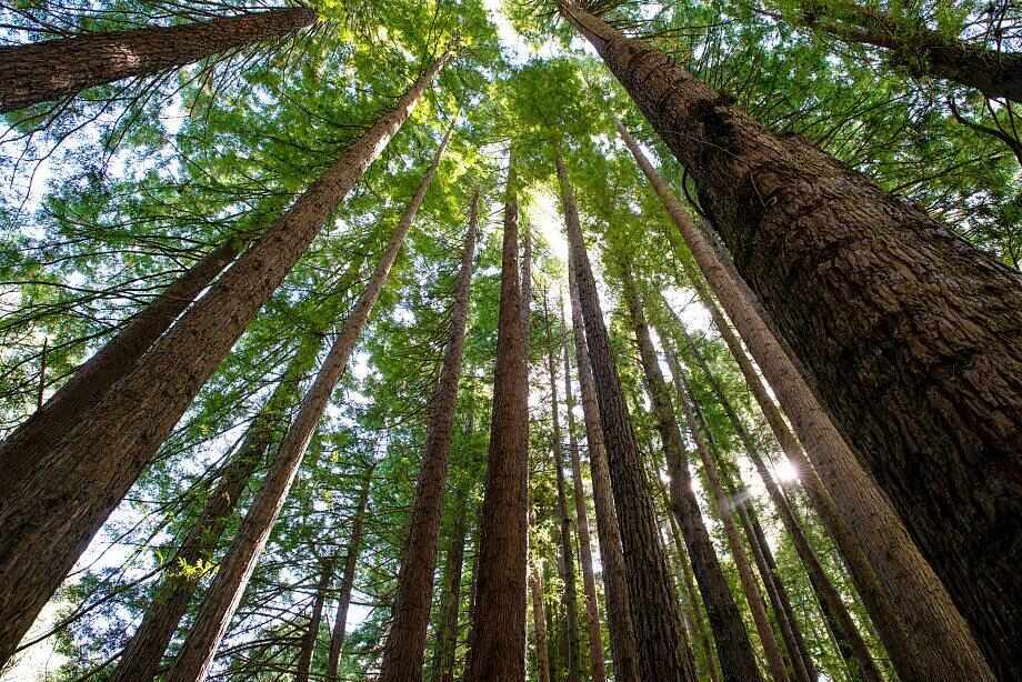 Top things to do in Great Otway National Park