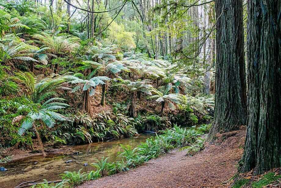 Top things to do in Great Otway National Park