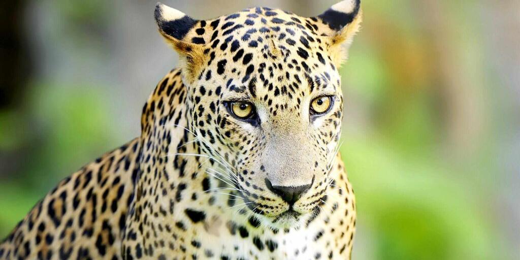 Top things to do in Yala National Park, Sri Lanka