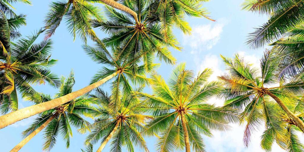 Ten of the best things to do in Palm Cove