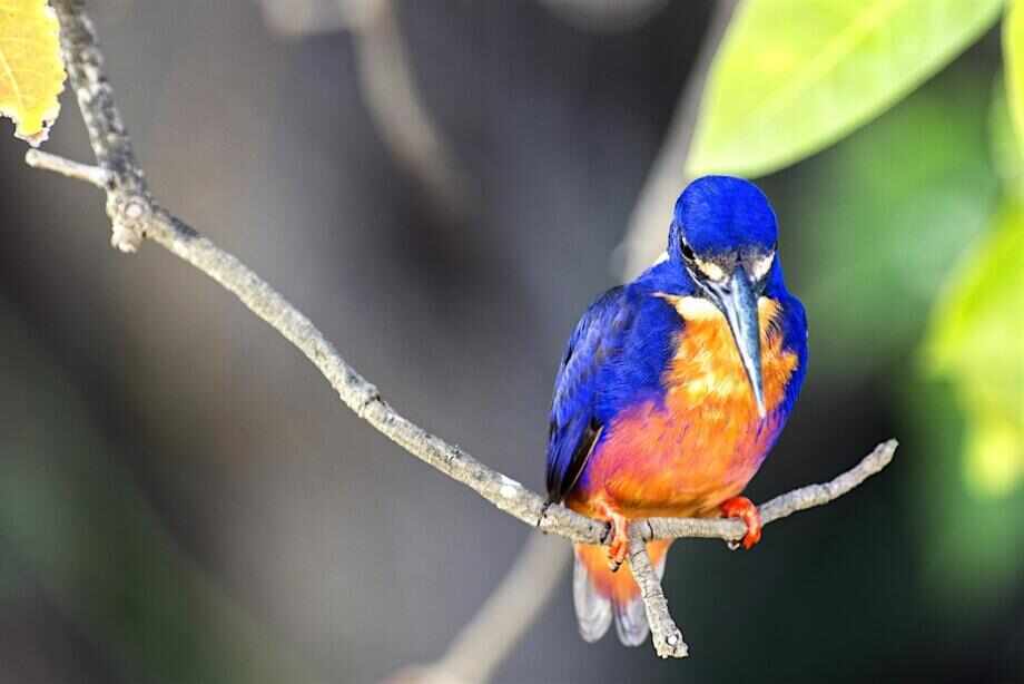 Darwin Wetland Cruise