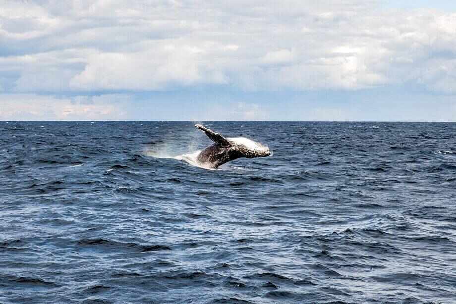 Sydney Whale Watching Cruise