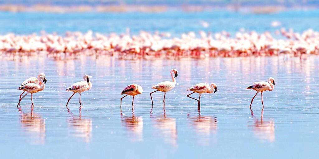 Africa tours