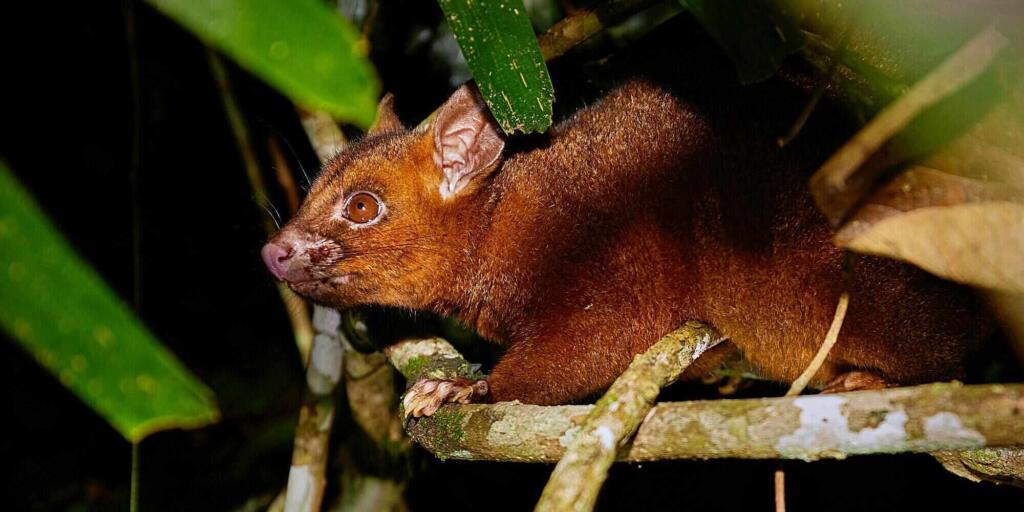 Rainforest tour by night from Cairns