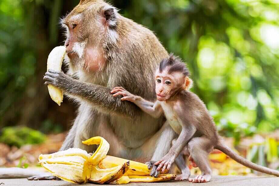 Ten of the best things to do in Ubud