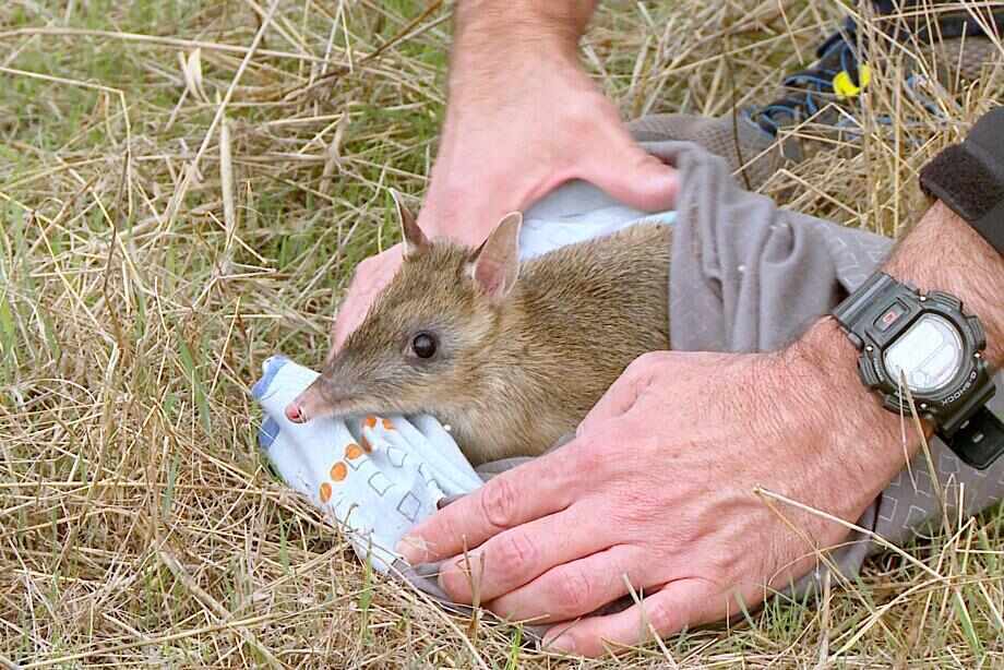 Ten of the best Melbourne wildlife experiences