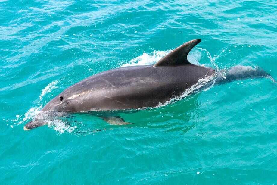 Ten of the best things to do in the Bay of Islands