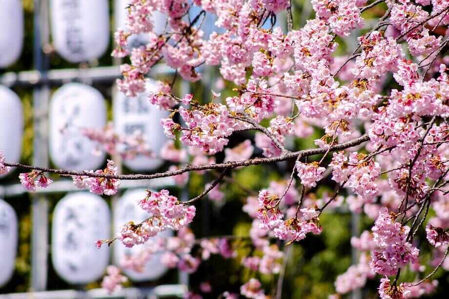 A beginner’s guide to teaching English in Japan